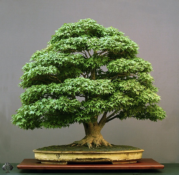 Bonsai di Acero