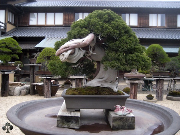 Kunio Kobayashi Bonsai Shunkaen