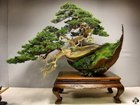 top10 bonsai