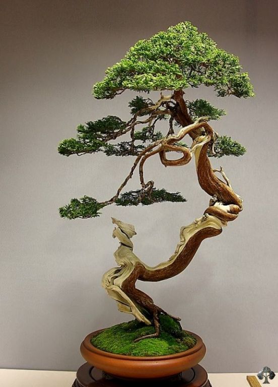 Air Bonsai, quando la tradizione millenaria sposa la tecnologia
