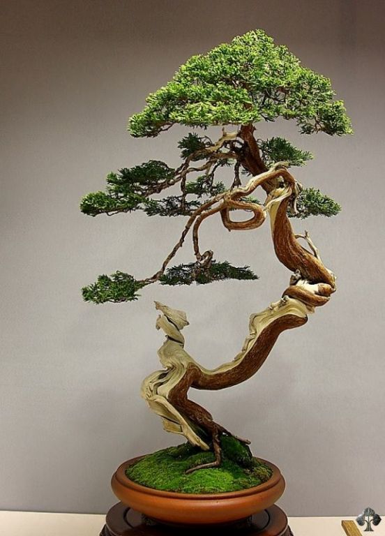 Juniper bonsai