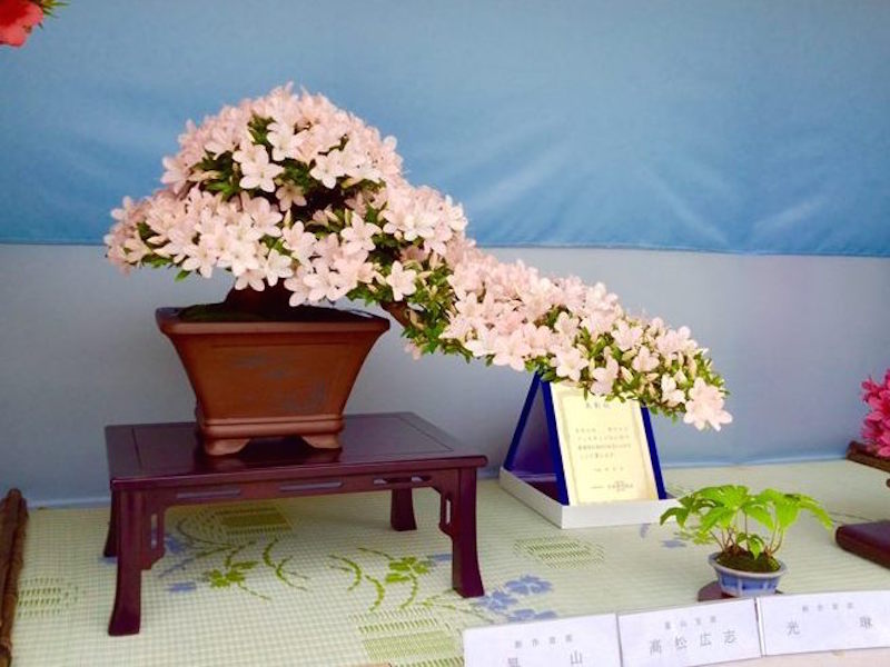 Satsuki Azalea Bonsai festival