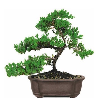 Ginepro bonsai economico