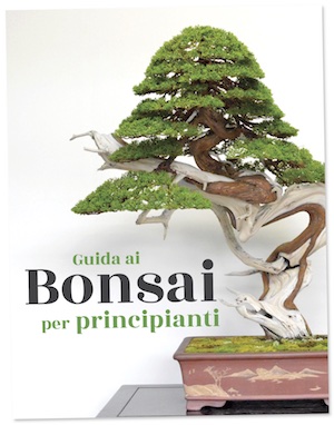 Bonsai, Una guida per principianti