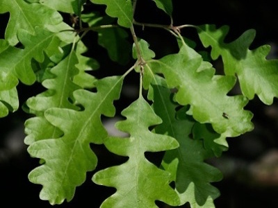 Quercia (Quercus)
