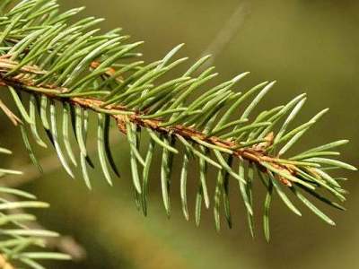 Abete Bonsai (Picea)” width=