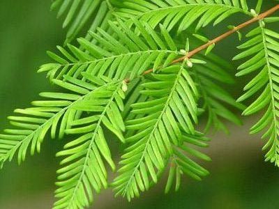 Metasequoia glyptostroboide (Sequoia)