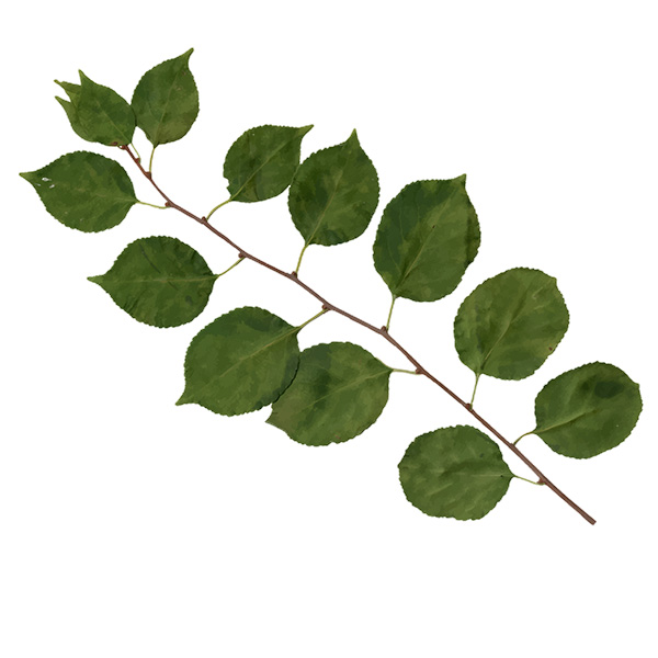 Bonsai decidui con foglie a crescita alternata