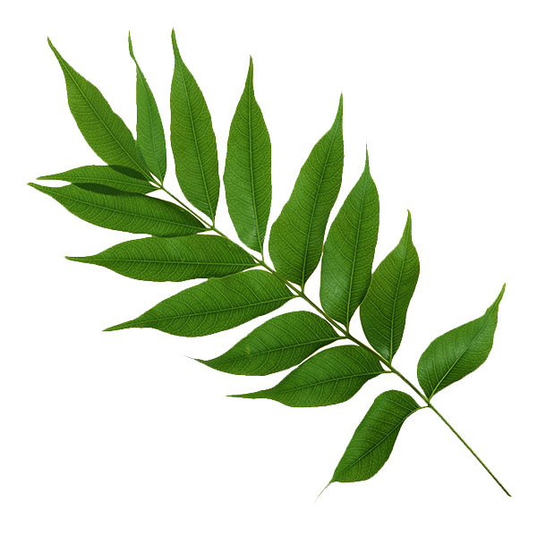 Bonsai decidui con foglie a crescita opposta