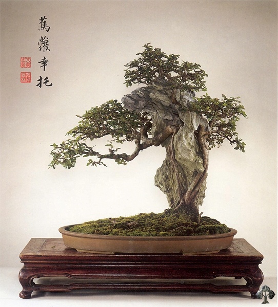 Ulmus Parviflora (olmo cinese) bonsai