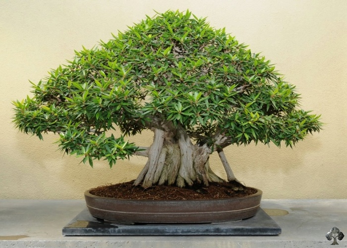 Ficus ginseng, Ficus retusa