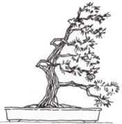 Fukinagashi Bonsai