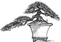 Han Kengai Bonsai