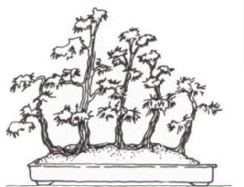 Ikadabuki Bonsai