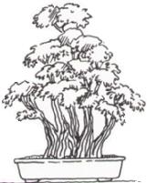 Kabudachi Bonsai