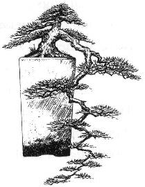 Kengai Bonsai