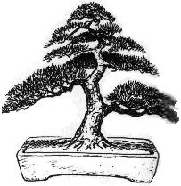 Moyogi Bonsai