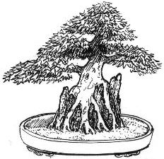 seki Joju Bonsai