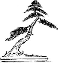 Shakkan Bonsai