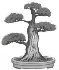 Sharimiki Bonsai