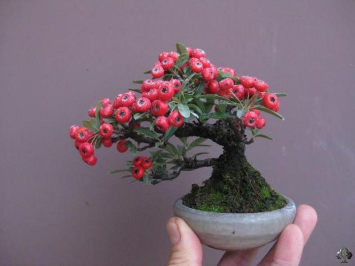 Mini Bonsai