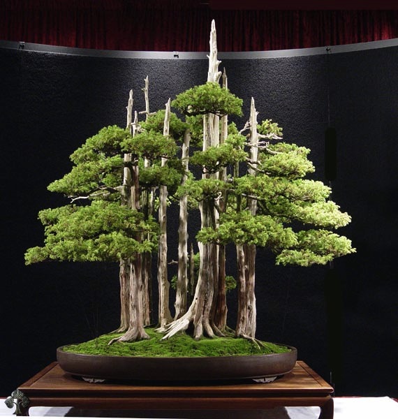 Bonsai di Ginepro