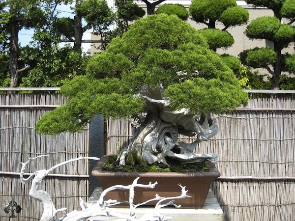 i 10 migliori bonsai del mondo