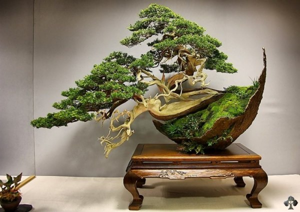 Top 10: Bonsai di Ginepro - Bonsai Empire
