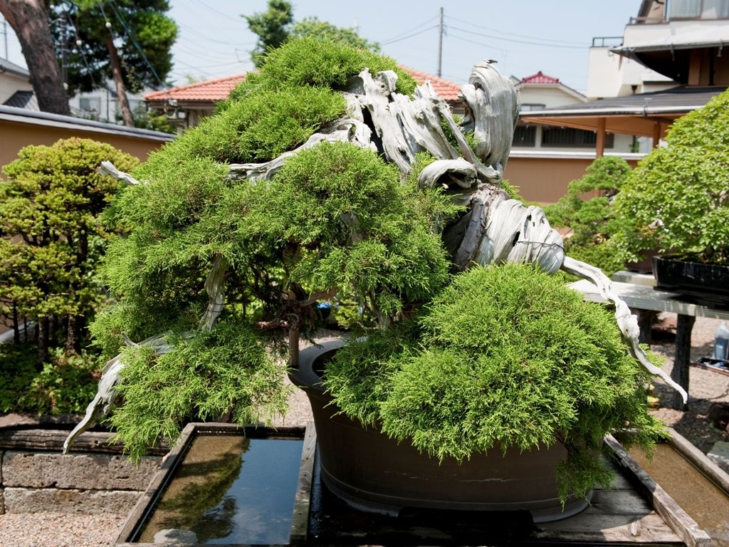 1000 year old Pine Bonsai