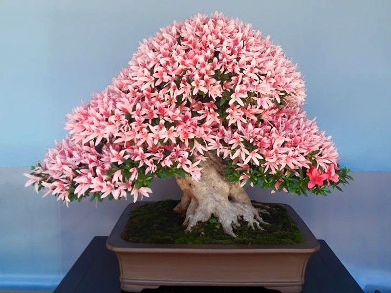 Satsuki Azalea Bonsai festival