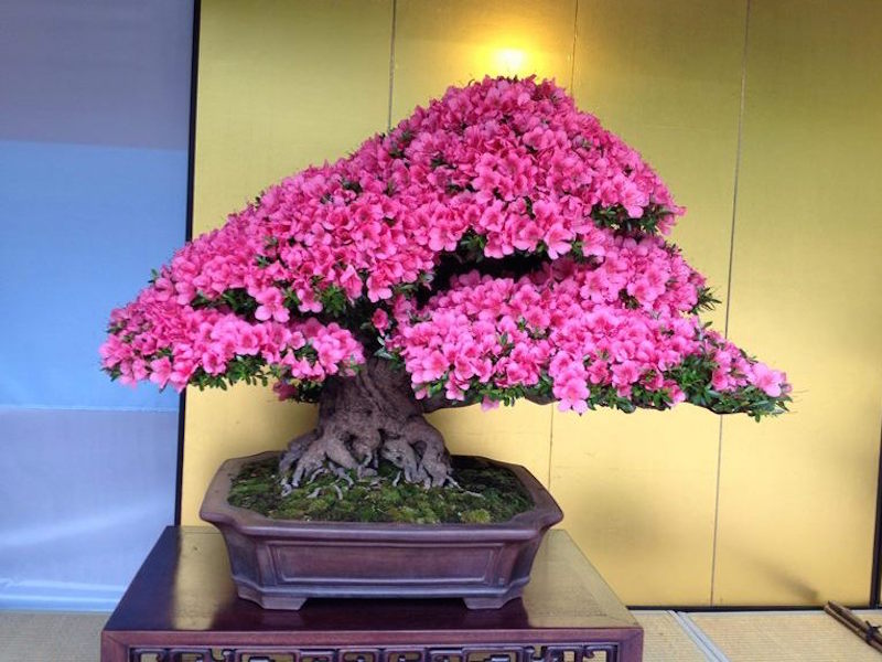 Satsuki Azalea Bonsai festival