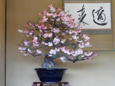 acer palmatum garnet bonsai Buy Acer palmatum dissectum 'Garnet' Japanese Maple — Mr Maple │ Buy  Japanese Maple Trees main image 1