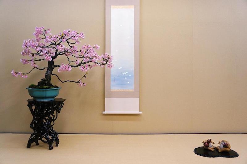 Bonsai di ciliegio - Bonsai Empire
