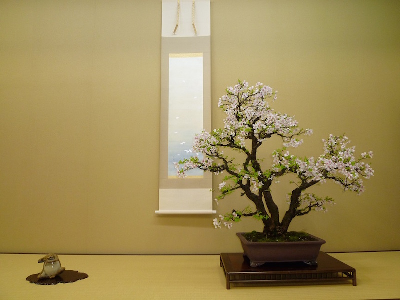 Bonsai di ciliegio Bonsai Empire