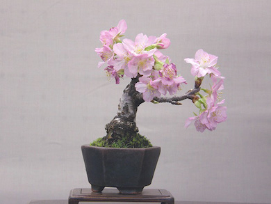 Semi Di Girasole Per Uccelli Semi Di Ciliegio Giapponese Per Bonsai -  Prunus Serrulata, 10 Semi, Perfetti Per Coltivare Un Albero Fiorito  Ornamentale! Piante Frutti Di Bosco