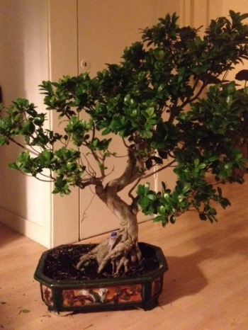 Prezzi Bonsai Bonsai Empire