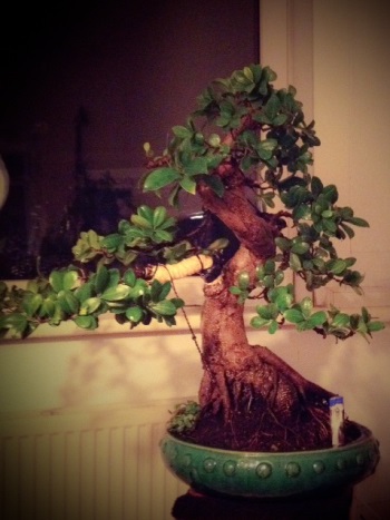 Prezzi Bonsai Bonsai Empire