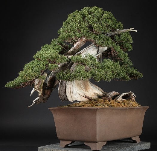 Prezzi Bonsai Bonsai Empire