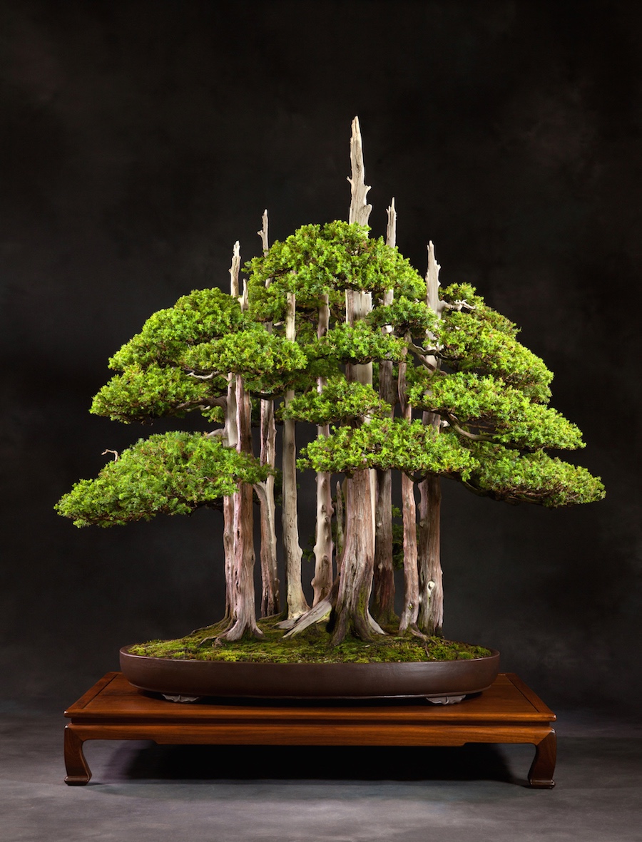 Goshin Bonsai