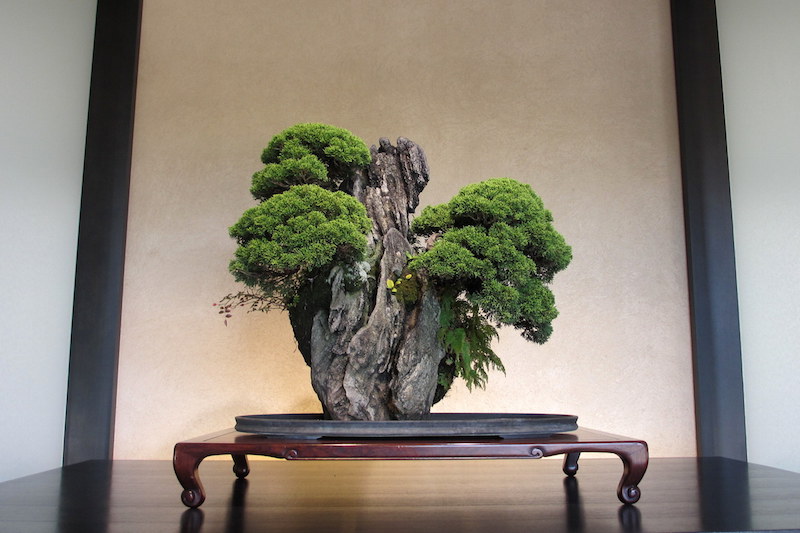Otto splendidi Bonsai su Roccia - Bonsai Empire