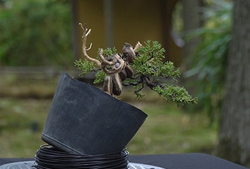 Impostazione di un Ginepro bonsai