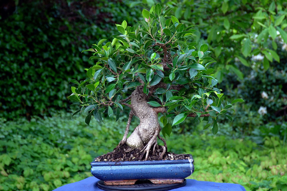 Creare un bonsai di Ficus - Bonsai Empire