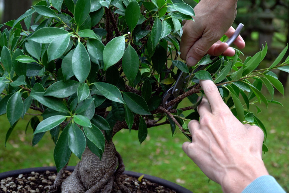 Creare un bonsai di Ficus - Bonsai Empire