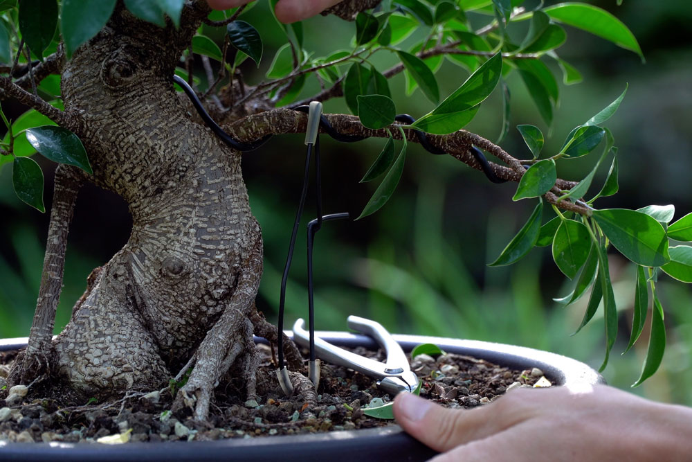 Foto frekuensi penyiraman bonsai ficus terkait pentingnya memahami kebutuhan air bonsai ficus