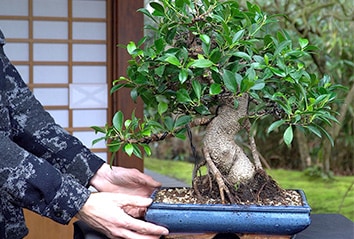 Creare un bonsai di Ficus
