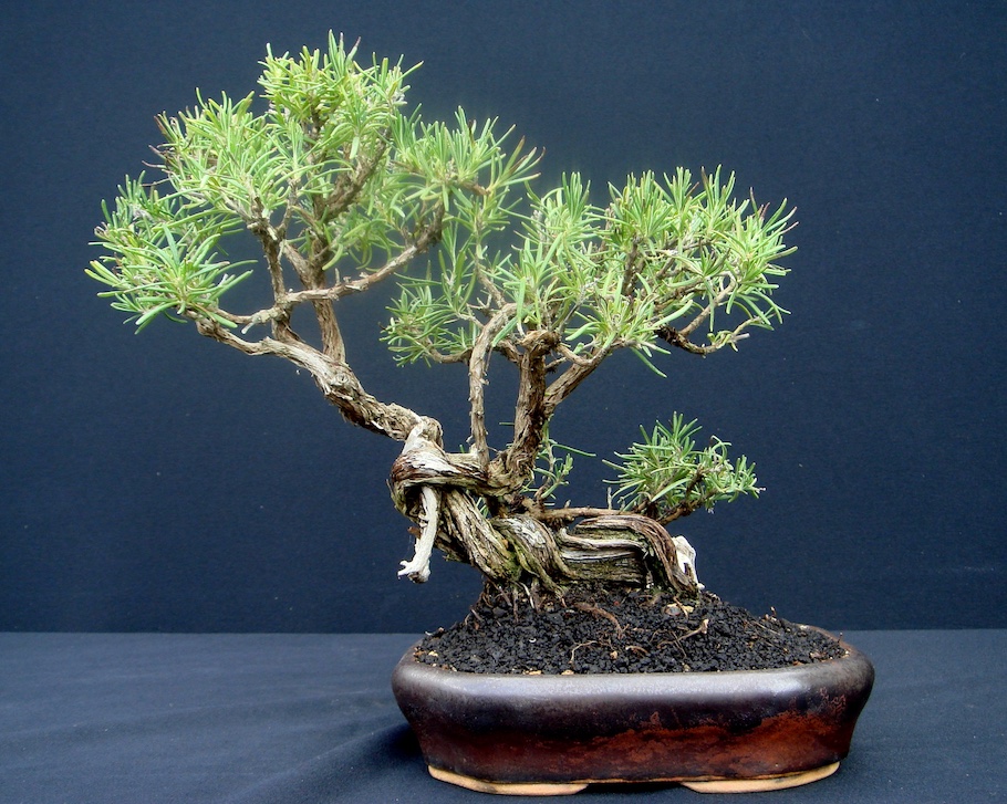 Bonsai di erbe aromatiche Bonsai Empire