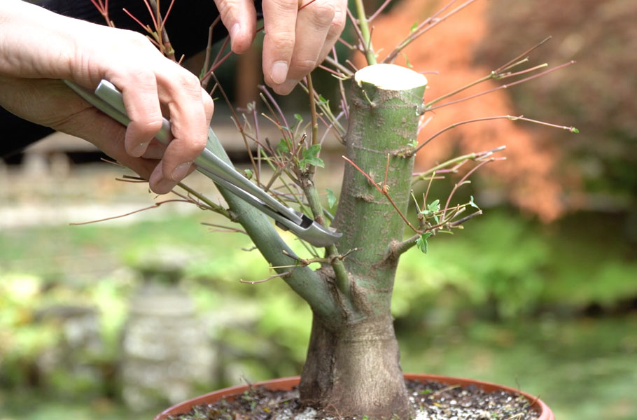 Creare un bonsai di acero - Bonsai Empire