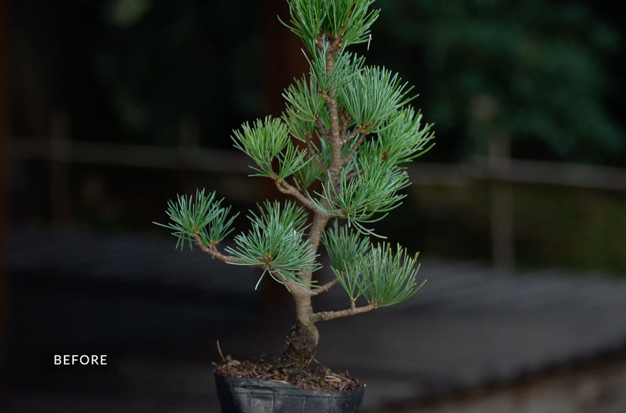 Creare un bonsai di Pino - Bonsai Empire