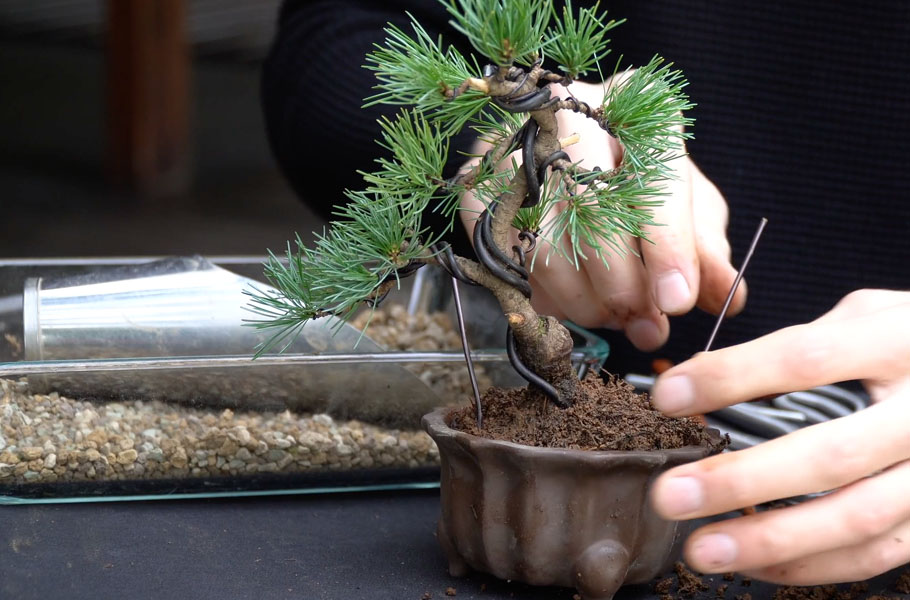 Creare un bonsai di Pino - Bonsai Empire
