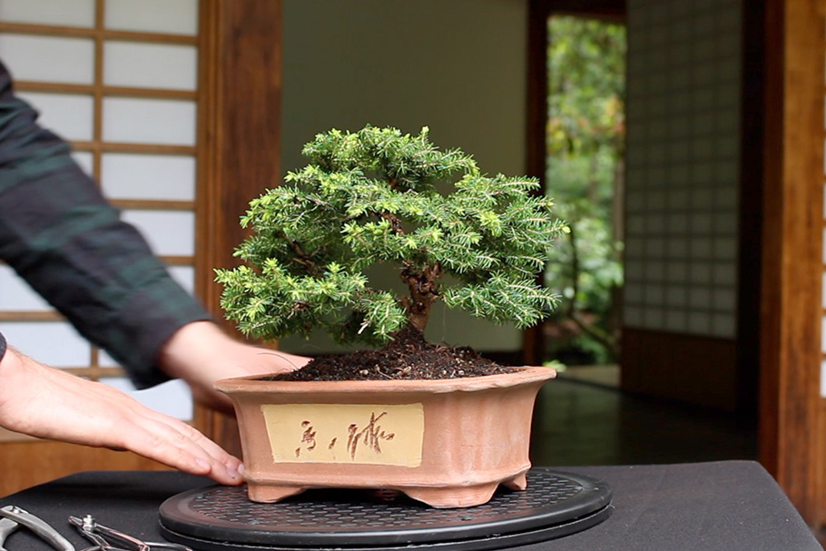 Come fare una pianta Bonsai Bonsai Empire